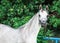 Portrait of arabian gray colt