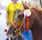 Portrait of a arabian horse