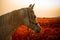 Portrait of an Arabian Horse