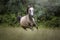 Portrait of an Arabian purebred horse galloping in a field