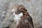 Portrait of an Aracauna Chicken with soft focus rock background