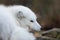 Portrait of an arctic fox, Vulpes Lagopus, male fox in white winter coat resting on the ground.