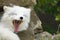 Portrait of an arctic fox. Yawning anima