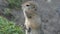 Portrait of Arctic ground squirrel, carefully looking around