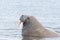 Portrait arctic walrus odobenus rosmarus with tusks in water