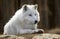 Portrait of an arctic wolf