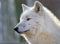 portrait of a arctic Wolf in a forest