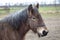 Portrait of Ardennes horse, close up animal