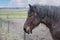 Portrait of Ardennes horse, close up animals