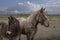 Portrait of Ardennes horses, close up animals