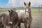 Portrait of Ardennes horses, close up animals