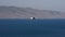 Portrait of Armenian gull or Larus armenicus over the blurred Sevan lake, selective focus, shallow DOF