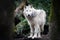 Portrait of an artic wolf in the forest