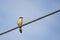 Portrait of Ashy Prinia captured while sitting on a powerline with blue and clear sky in the background