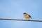 Portrait of Ashy Prinia perching on a powerline with blue and clear sky in the background