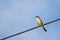 Portrait of Ashy Prinia singing while sitting on a powerline with blue and clear sky in the background