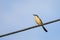 Portrait of Ashy Prinia singing while sitting on a powerline with blue and clear sky in the background