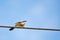 Portrait of Ashy Prinia about to take off from a powerline with blue and clear sky in the background