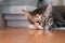 Portrait of Asia short hair with black tubby cat lying sleep on table