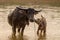 Portrait of Asia water buffalo, or carabao