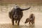 Portrait of Asia water buffalo, or carabao