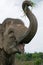 Portrait of an Asian elephant. Indonesia. Sumatra. Way Kambas National Park.