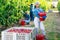 Portrait of an Asian farmer woman standing holding a bucket of ripe plums