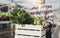 Portrait of Asian farmer young woman hold basket of vegetable in farm. Attractive agriculturist stand and holding carry