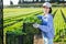 Portrait of asian girl stacking plastic crates with green lettuce harvest in backyard of farm