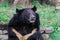 Portrait of the Asian white chested black Bear in the Rain Forest