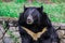 Portrait of the Asian white chested black Bear in the Rain Forest