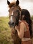 Portrait of Asian woman and brown horse. Woman hugging and kissing horse. Romantic concept. Love to animals. Nature concept. Bali