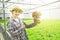 Portrait of asian woman farmer hand hold red oaks with thumb up and smile,gardener lady harvesting in greenhouse hydroponic farm.