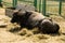 Portrait of asiatic water buffalo