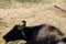 Portrait of asiatic water buffalo Bubalus arnee