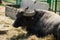 Portrait of asiatic water buffalo Bubalus arnee