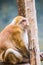 Portrait of Assamese Macaque