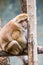 Portrait of Assamese Macaque