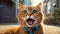 Portrait an astonished cute cat cartoon kitty fluffy surprise funny mammal astonishment