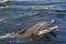 Portrait of an Atlantic Bottlenose Dolphin