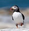 Portrait of an Atlantic Puffin