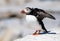 Portrait of an Atlantic Puffin