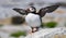 Portrait of an Atlantic Puffin