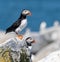 Portrait of Atlantic Puffin