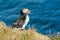 Portrait of atlantic puffin in iceland. Sea bird in nature