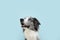 Portrait attentive border collie looking up. Concept pet obedience. Isolated on blue colored background