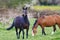 Portrait of a attentive horse at the meadow Equus ferus caballus Portrait eines aufmerksamen Pferdes auf der Weide