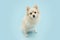 Portrait attentive pomranian dog sitting. Isolated on blue pastel background