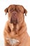 Portrait of attentive puppy of French Mastiff