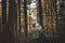 Portrait of attentive Siberian Husky dog sitting in the bright enchanting fall forest at dusk